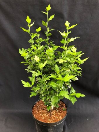 Hibiscus syr. 'Oiseau Bleu' BLAUW 60-80 cm cont. 15L - afbeelding 2