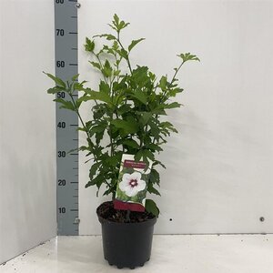 Hibiscus syr. 'Red Heart' 40-50 cm cont. 3,0L