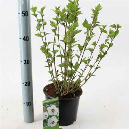 Hibiscus syr. 'Red Heart' 40-50 cm cont. 3,0L - afbeelding 2