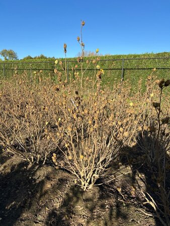 Hibiscus syr. White Chiffon 125-150 cm met kluit - afbeelding 3