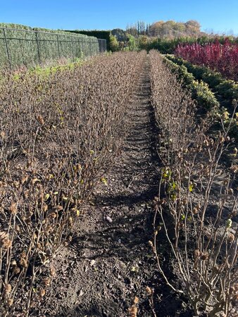 Hibiscus syr. White Chiffon 60-80 cm met kluit - afbeelding 4