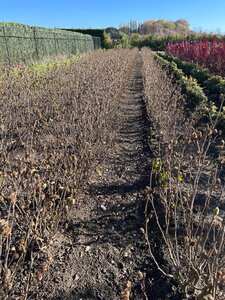 Hibiscus syr. White Chiffon 60-80 cm met kluit - afbeelding 4