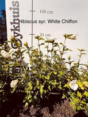 Hibiscus syr. White Chiffon 60-80 cm met kluit - afbeelding 3