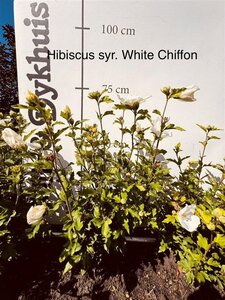 Hibiscus syr. White Chiffon 60-80 cm met kluit - afbeelding 3