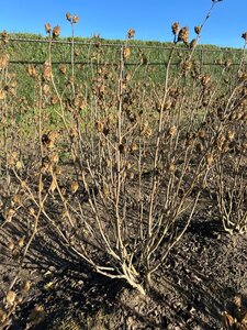 Hibiscus syr. White Chiffon 60-80 cm met kluit - afbeelding 5