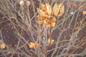 Hibiscus syr. 'Woodbridge' ROZE 100-125 cm container - afbeelding 2