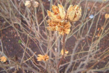 Hibiscus syr. 'Woodbridge' ROZE 125-150 cm container - afbeelding 2