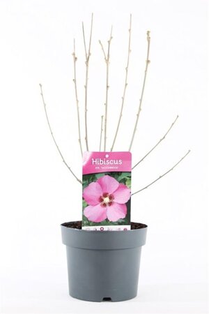 Hibiscus syr. 'Woodbridge' ROZE 40-50 cm cont. 3,0L - afbeelding 3