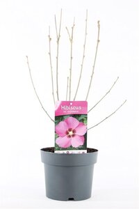Hibiscus syr. 'Woodbridge' ROZE 40-50 cm cont. 3,0L - afbeelding 3