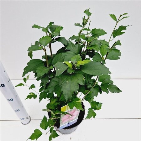 Hibiscus syr. 'Woodbridge' ROZE 40-50 cm cont. 3,0L - afbeelding 5