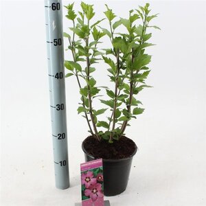 Hibiscus syr. 'Woodbridge' ROZE 40-50 cm cont. 3,0L