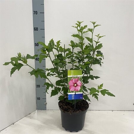 Hibiscus syr. 'Woodbridge' ROZE 40-50 cm cont. 3,0L - afbeelding 2