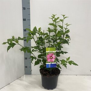 Hibiscus syr. 'Woodbridge' ROZE 40-50 cm cont. 3,0L - afbeelding 2