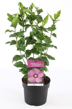 Hibiscus syr. 'Woodbridge' ROZE 40-50 cm cont. 3,0L - afbeelding 4