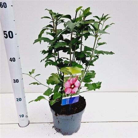 Hibiscus syr. 'Woodbridge' ROZE 40-50 cm cont. 3,0L - afbeelding 6