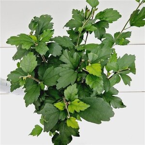 Hibiscus syr. 'Woodbridge' ROZE 40-50 cm cont. 3,0L - afbeelding 7