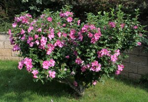 Hibiscus syriacus 60-80 cm container - afbeelding 2