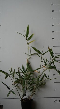 Hibanobambusa tranq. 'Shiroshima' 30-40 cm cont. 2,5L