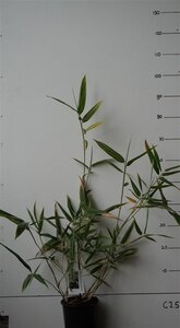 Hibanobambusa tranq. 'Shiroshima' 30-40 cm cont. 2,5L