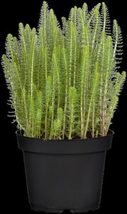 Hippuris vulgaris geen maat specificatie cont. 2,0L