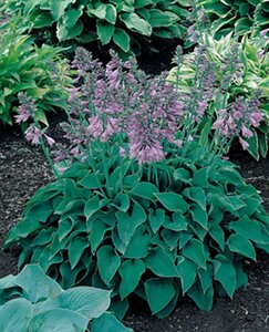 Hosta 'Blue Cadet' geen maat specificatie 0,55L/P9cm - afbeelding 3