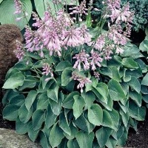 Hosta 'Blue Cadet' geen maat specificatie 0,55L/P9cm - afbeelding 5