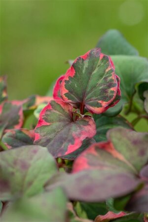 Houttuynia cordata 'Chameleon' geen maat specificatie cont. 2,0L - afbeelding 1