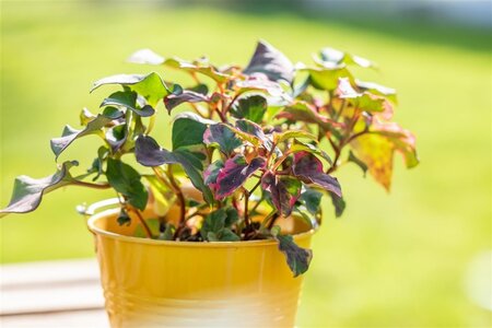 Houttuynia cordata 'Chameleon' geen maat specificatie cont. 2,0L - afbeelding 2