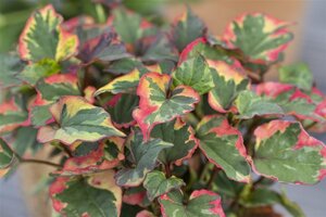 Houttuynia cordata geen maat specificatie cont. 2,0L