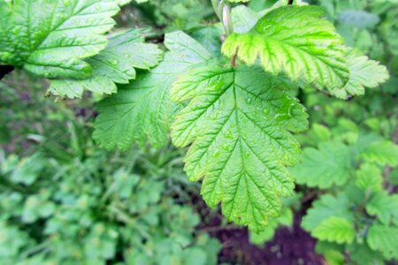 Holodiscus discolor 40-50 cm cont. 3,0L - afbeelding 3