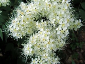 Holodiscus discolor 40-50 cm cont. 3,0L