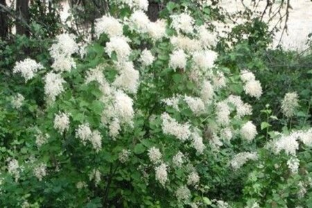 Holodiscus discolor 40-50 cm cont. 3,0L - image 2