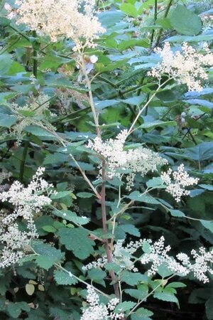 Holodiscus discolor 40-50 cm cont. 3,0L - image 4