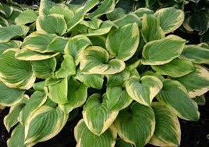 Hosta 'Fragrant Bouquet' geen maat specificatie 0,55L/P9cm