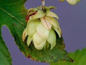 Humulus lupulus geen maat specificatie 0,55L/P9cm - afbeelding 3