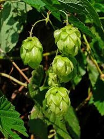 Humulus lupulus geen maat specificatie 0,55L/P9cm - afbeelding 4