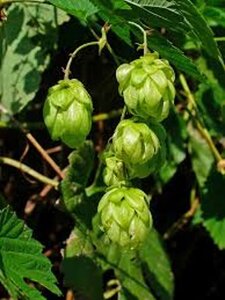 Humulus lupulus geen maat specificatie 0,55L/P9cm - afbeelding 4