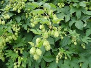 Humulus lupulus geen maat specificatie 0,55L/P9cm - afbeelding 1