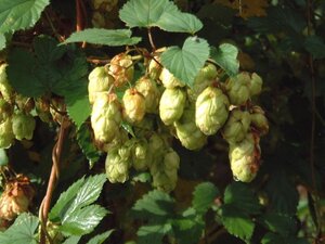 Humulus lupulus geen maat specificatie 0,55L/P9cm