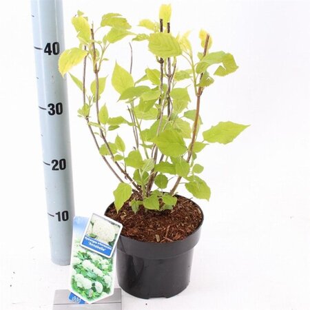 Hydrangea a. 'Annabelle' 20-25 cm cont. 2,0L - afbeelding 2