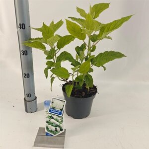 Hydrangea a. 'Annabelle' 20-25 cm cont. 2,0L - afbeelding 3