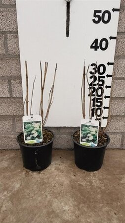 Hydrangea a. 'Annabelle' 20-25 cm cont. 2,0L - afbeelding 1