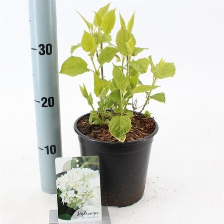 Hydrangea a. 'Annabelle' 20-25 cm cont. 2,0L - afbeelding 4