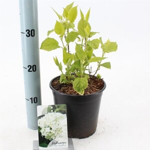 Hydrangea a. 'Annabelle' 20-25 cm cont. 2,0L - afbeelding 4