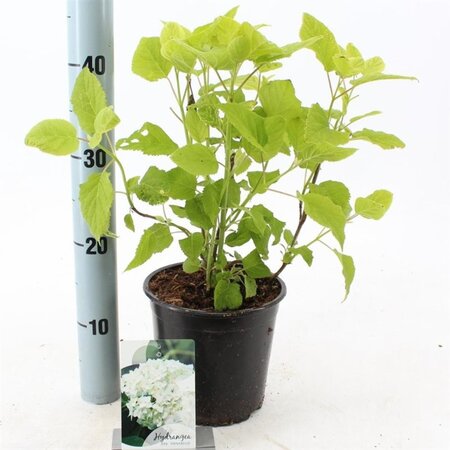 Hydrangea a. 'Annabelle' 20-25 cm cont. 2,0L - afbeelding 5