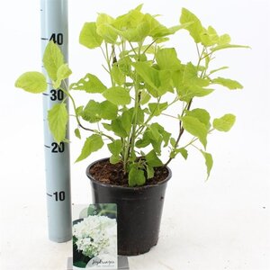 Hydrangea a. 'Annabelle' 20-25 cm cont. 2,0L - afbeelding 5