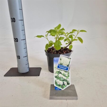 Hydrangea a. 'Annabelle' 20-25 cm cont. 2,0L - afbeelding 6