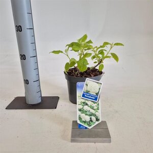 Hydrangea a. 'Annabelle' 20-25 cm cont. 2,0L - afbeelding 6