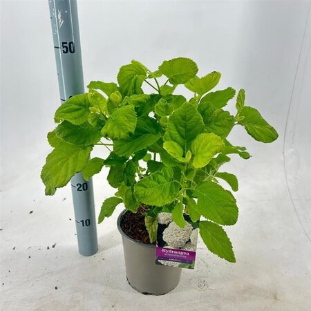 Hydrangea a. 'Annabelle' 20-25 cm cont. 2,0L - afbeelding 6