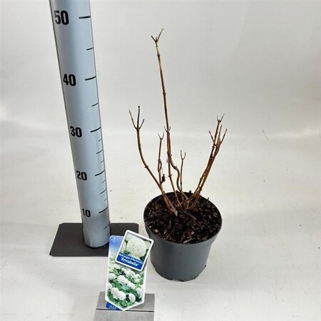 Hydrangea a. 'Annabelle' 20-25 cm cont. 2,0L - afbeelding 6